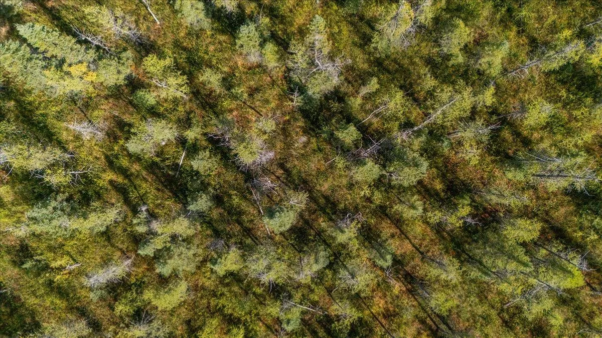 Minnesota